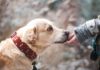 Pourquoi le chien est-il l’ami de l’homme? A cause de son grand coeur, disent des scientifiques Pourquoi le chien est-il l'ami de l'homme? A cause de son grand coeur, disent des scientifiques