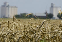 Tebboune ordonne l’ouverture d’une enquête sur l’importation de blé avarié Tebboune ordonne l'ouverture d'une enquête sur l'importation de blé avarié