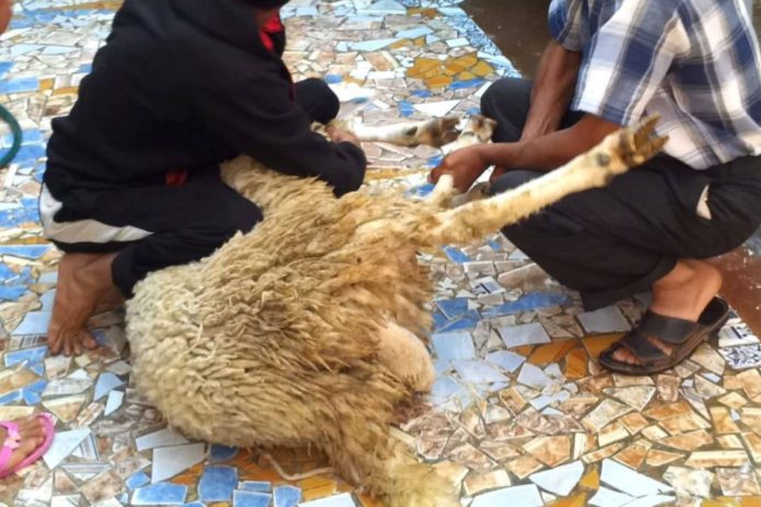 Aïd El Adha: les journées du vendredi, samedi et dimanche chômées et payées