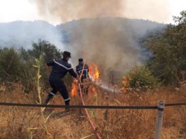 Protection civile: opération d'extinction de 92 incendies dans 16 wilayas