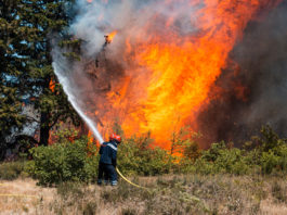 Feux de forêt: plus 100.000 hectares ravagés dans 21 wilayas durant l'été 2021