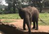 CAN l’éléphant : gardien de la victoire et star du zoo d’Abidjan CAN l’éléphant : gardien de la victoire et star du zoo d'Abidjan